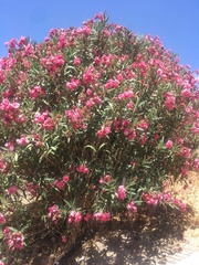 Nerium oleander