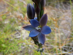 Thelymitra aemula