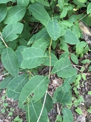 Lonicera dioica