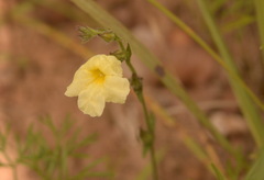 Centranthera cochinchinensis