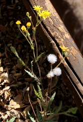 Senecio consanguineus