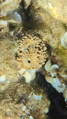Irciniidae