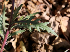 Senecio consanguineus