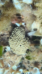 Irciniidae