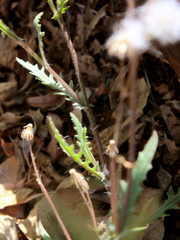 Senecio consanguineus