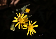 Senecio consanguineus