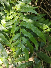 Arthropteris