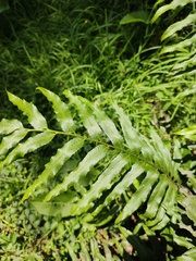 Arthropteris