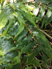 Arthropteris