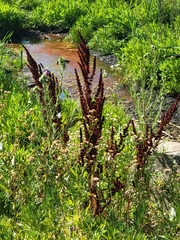 Rumex crispus