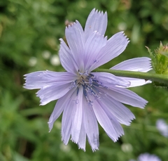 Cichorium intybus