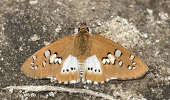 Calleagris