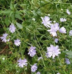 Cichorium intybus