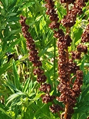 Rumex crispus