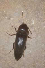 Diplostethus texanus