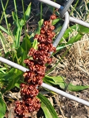 Rumex crispus