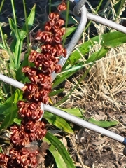 Rumex crispus