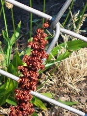 Rumex crispus