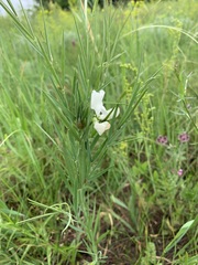 Lathyrus pallescens