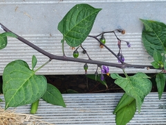Solanum dulcamara