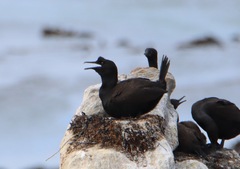 Phalacrocorax neglectus