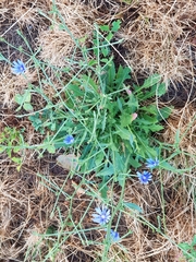Cichorium intybus
