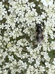 Cheilosia caerulescens