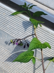 Solanum dulcamara
