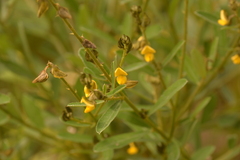 Crotalaria linifolia