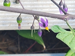 Solanum dulcamara