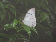 Morpho polyphemus