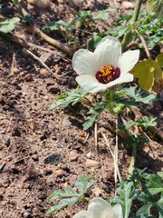 Hibiscus trionum