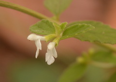 Leucas decemdentata