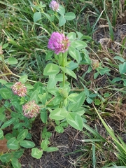 Trifolium pratense