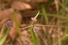 Knoxia roxburghii brunonis