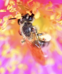 Andrena thaspii