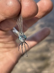 Orthetrum icteromelas