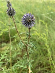 Echinops ritro meyeri
