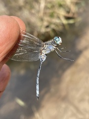 Orthetrum icteromelas