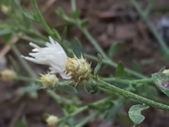 Centaurea diffusa