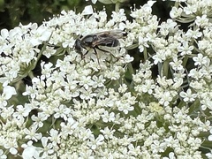 Cheilosia caerulescens
