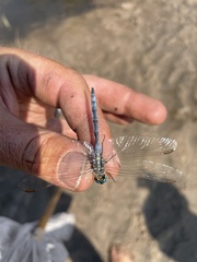 Orthetrum icteromelas