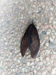 Gynautocera rubriscutellata