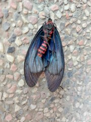 Gynautocera rubriscutellata