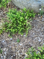 Lepidium