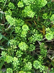 Lepidium
