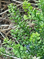 Lepidium