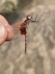 Trithemis monardi