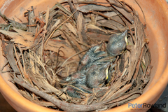 Colluricincla harmonica