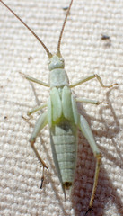Oecanthus salvii